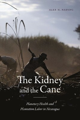 bokomslag Kidney and the Cane