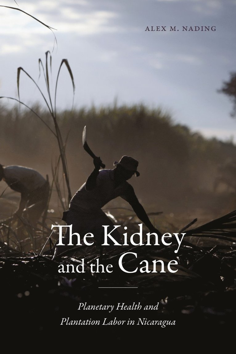 The Kidney and the Cane 1