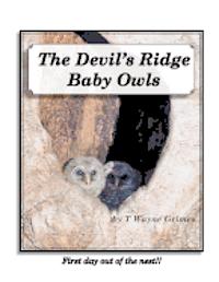 The Devil's Ridge Baby Owls: First day out of the nest! 1