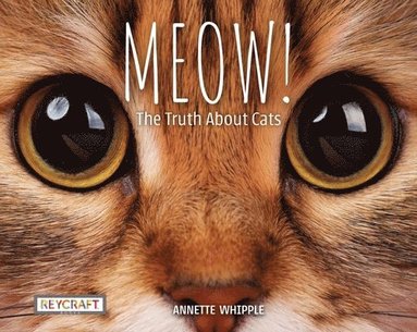 bokomslag Meow! the Truth about Cats