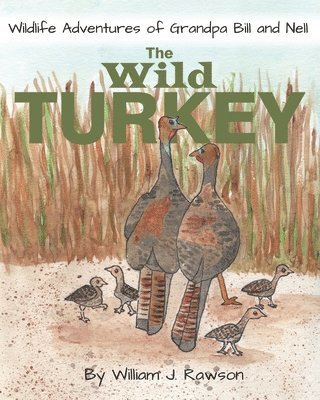 Wild Turkey