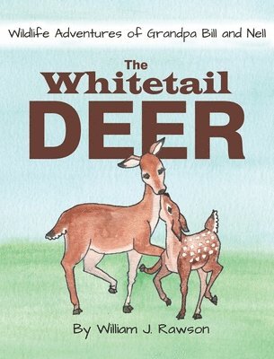 The Whitetail Deer 1