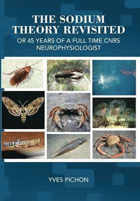 Sodium Theory Revisited