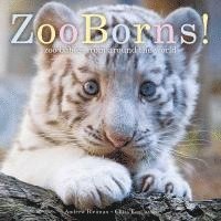 bokomslag Zooborns!: Zoo Babies from Around the World