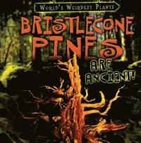 bokomslag Bristlecone Pines Are Ancient!
