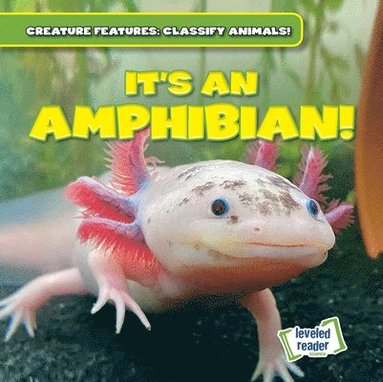 bokomslag It's an Amphibian!