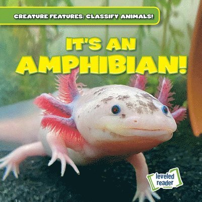 It's an Amphibian! 1