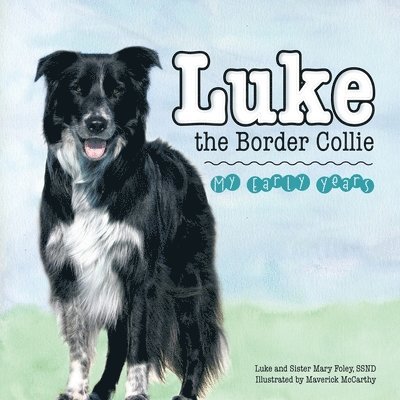 Luke the Border Collie 1