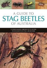 bokomslag A Guide to Stag Beetles of Australia