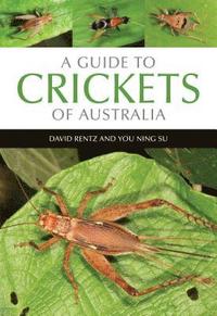 bokomslag A Guide to Crickets of Australia