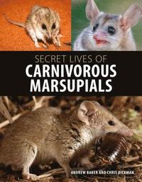 bokomslag Secret Lives of Carnivorous Marsupials