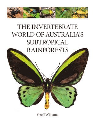 The Invertebrate World of Australias  Subtropical Rainforests 1