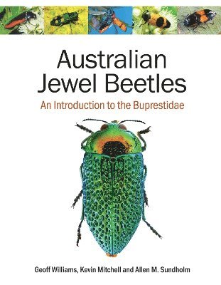 bokomslag Australian Jewel Beetles: An Introduction to the Buprestidae