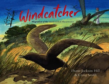 Diane Jackson Hill - Windcatcher: Migration of the Short-tailed Shearwater, Häftad
