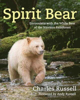 Spirit Bear 1