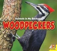 bokomslag Woodpeckers