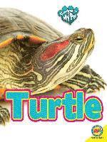 bokomslag Turtle