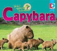 bokomslag Animals of the Amazon Rainforest: Capybara