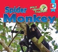 bokomslag Animals of the Amazon Rainforest: Spider Monkey