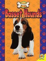 Basset Hounds 1