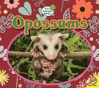 bokomslag Opossums