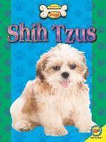 Shih Tzus 1