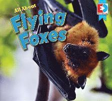 Katie Gillespie - All about Flying Foxes, Inbunden