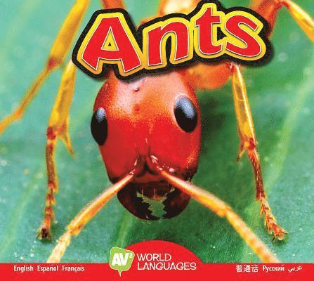 Aaron Carr - Ants, Inbunden