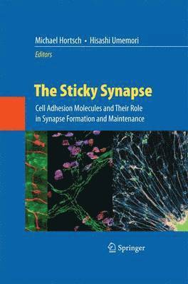 bokomslag Sticky Synapse