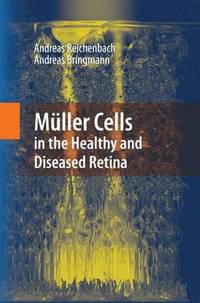 bokomslag Mller Cells in the Healthy and Diseased Retina