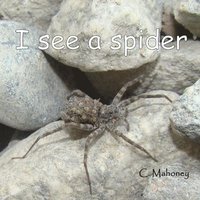 bokomslag I see a spider
