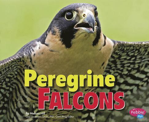 Melissa Hill - Peregrine Falcons, Häftad