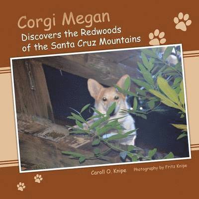 Corgi Megan Discovers the Redwoods of the Santa Cruz Mountains 1
