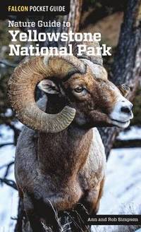 bokomslag Nature Guide to Yellowstone National Park