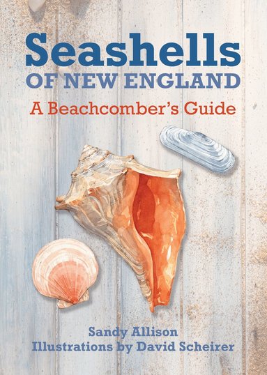 Sandy Allison - Seashells of New England, Häftad