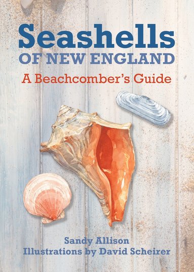 bokomslag Seashells of New England