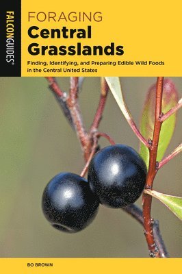 Foraging Central Grasslands 1