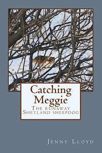 Catching Meggie the Runaway Shetland Sheepdog 1