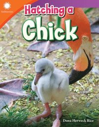 bokomslag Hatching a Chick