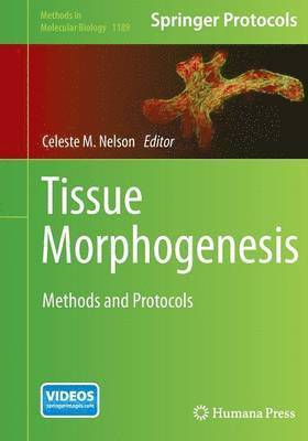 Tissue Morphogenesis 1