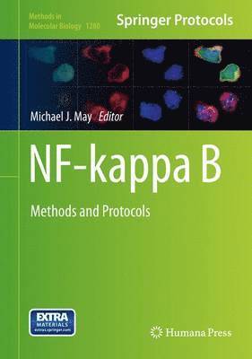 NF-kappa B 1