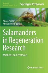 bokomslag Salamanders in Regeneration Research