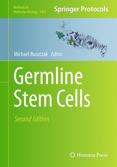 bokomslag Germline Stem Cells