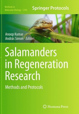 bokomslag Salamanders in Regeneration Research