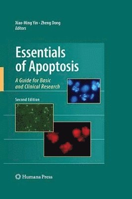 bokomslag Essentials of Apoptosis