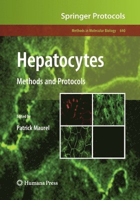 Hepatocytes 1