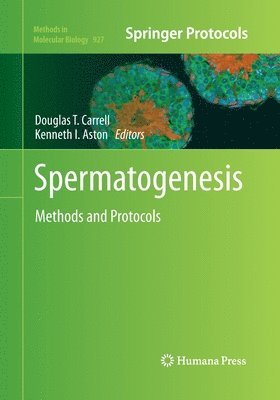 Spermatogenesis 1