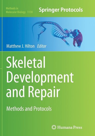 bokomslag Skeletal Development and Repair