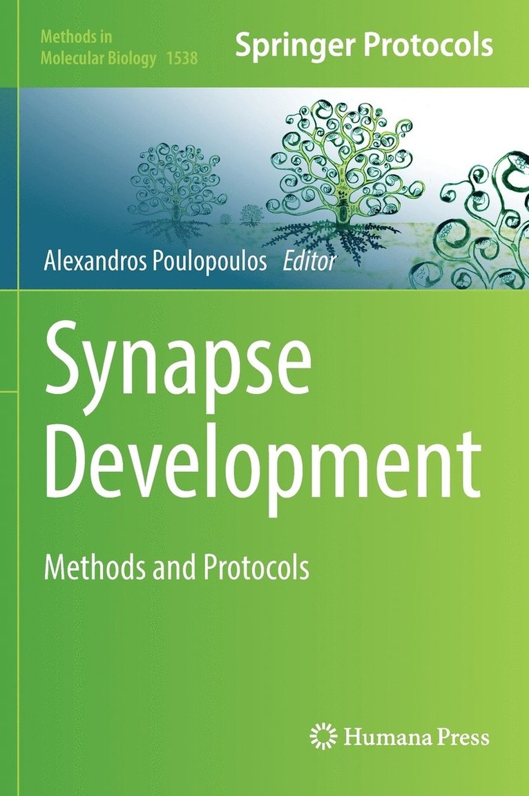 Synapse Development 1