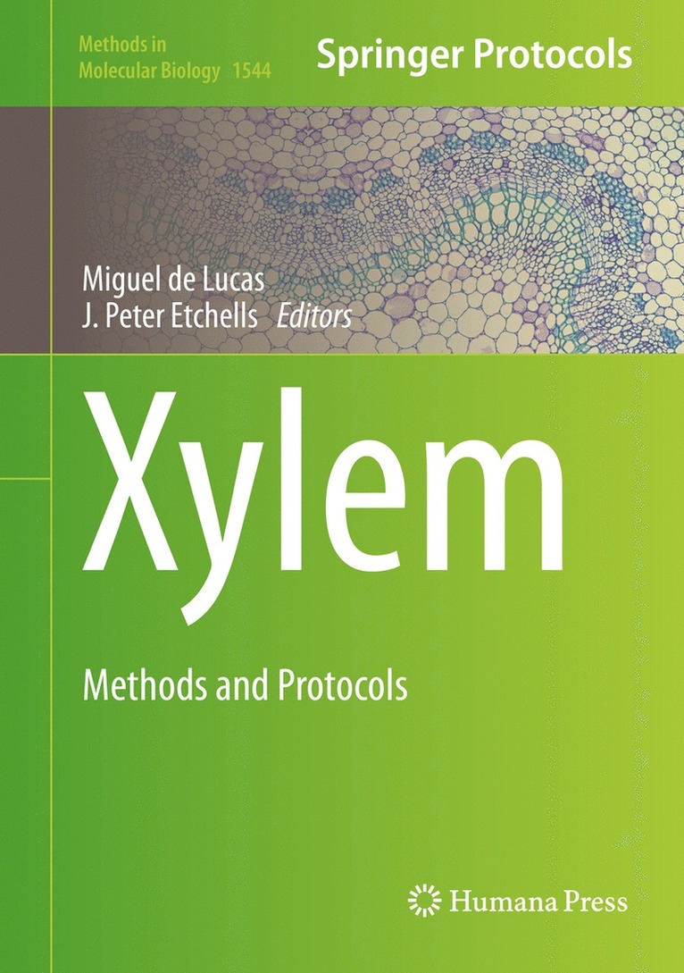 Xylem 1